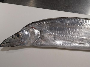 DSC_1915.JPG