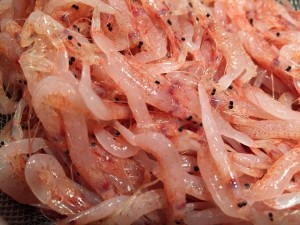 IMG_0206.JPG