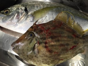 IMG_0579.JPG