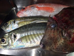 IMG_0838.JPG