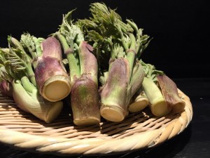 IMG_1023.JPG