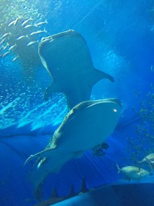 IMG_2860.JPG