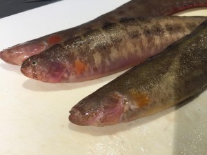 IMG_2983.JPG