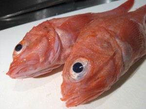 DSC_0157.JPG