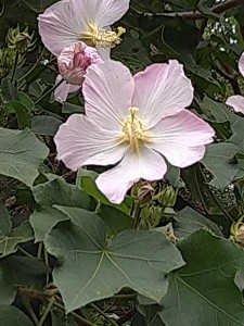 DSC_0691.JPG