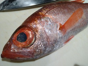 DSC_1341.JPG